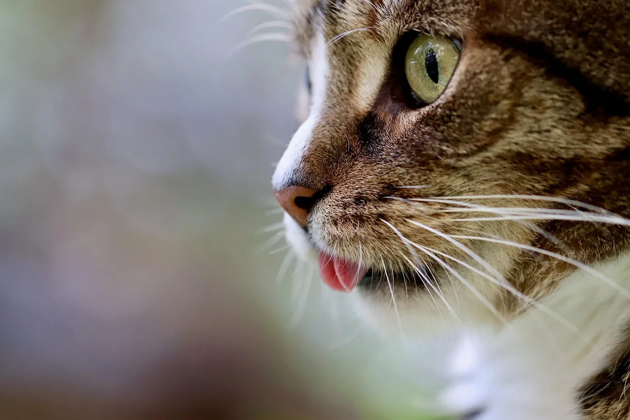 Close-up portrait of a gray tabby cat licking its nose, showing its textured pink tongue and focused eyes.