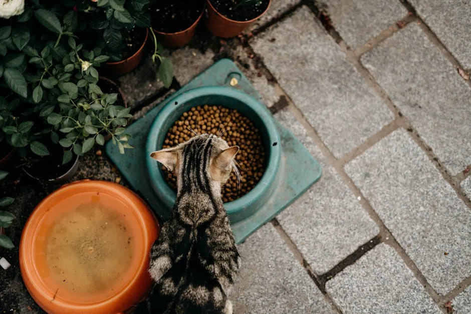 A tabby cat eats dry kibble from a blue bowl on a wooden floor next to a potted plant.