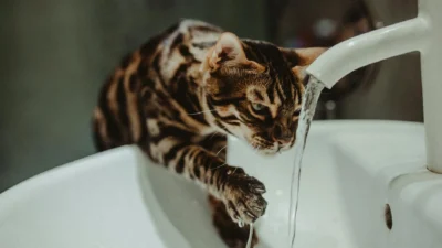 A domestic cat drinking water from a ceramic bowl, illustrating healthy hydration habits for feline health.
