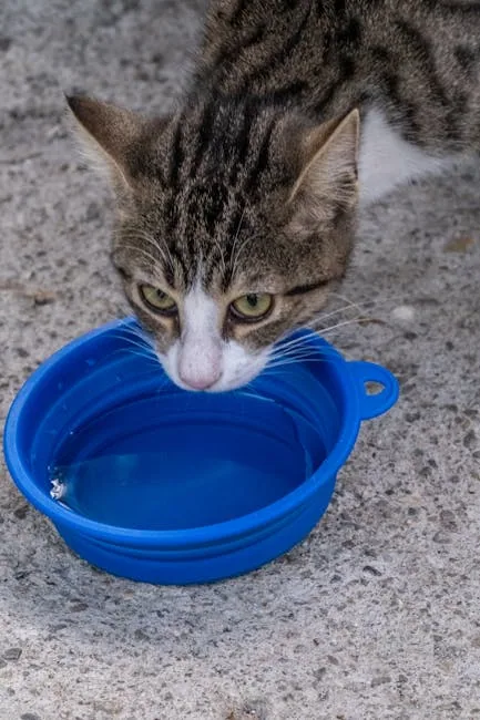 A striped tabby cat drinking water from a small, light blue plastic bowl.