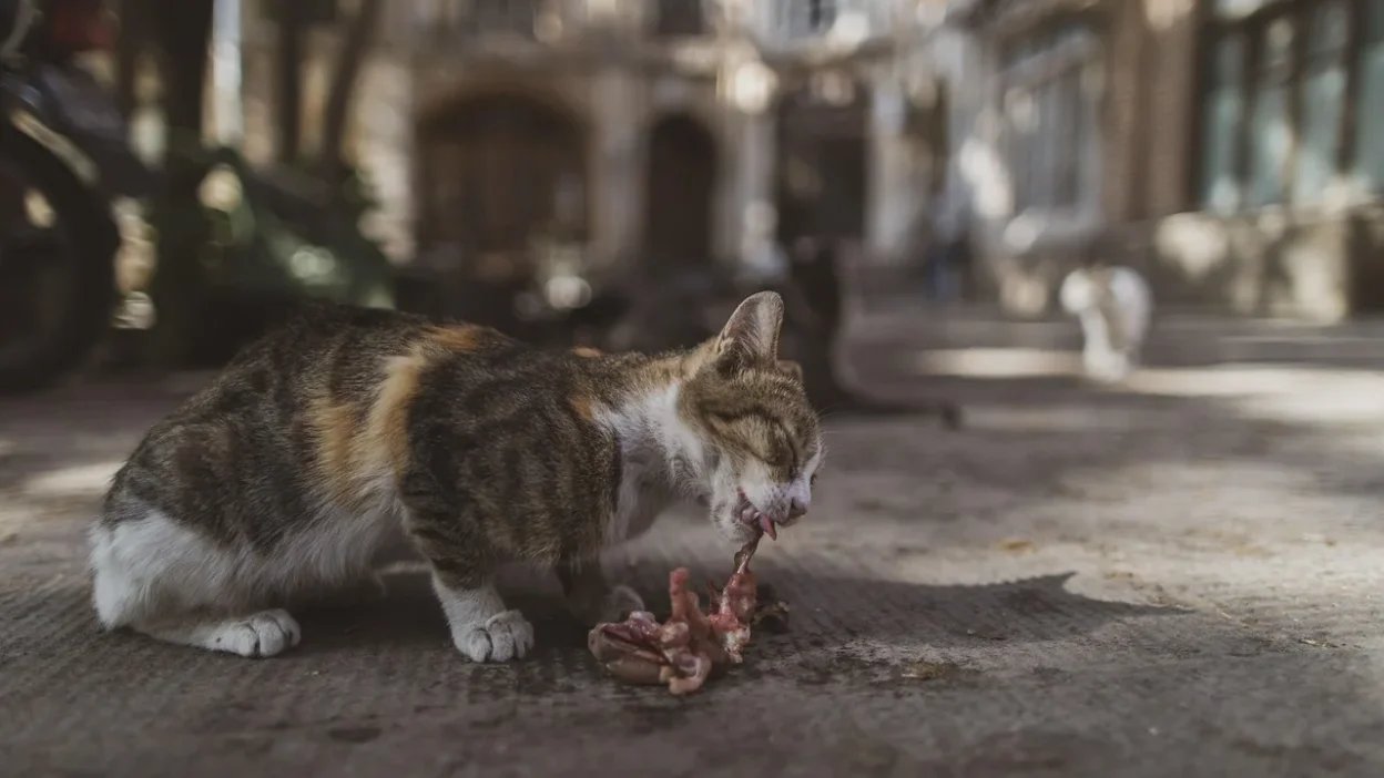 Illustrated guide showing essential cat macronutrients: protein for muscles, fat for energy, and carbs for digestion.