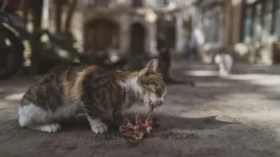 Illustrated guide showing essential cat macronutrients: protein for muscles, fat for energy, and carbs for digestion.