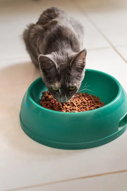 A gray cat with green eyes eating pieces of chicken from a light green bowl on a wooden floor.