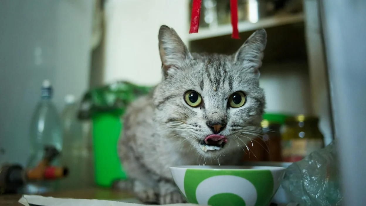 A balanced meal for a healthy cat showing wet food, dry kibble, and fresh water in bowls.