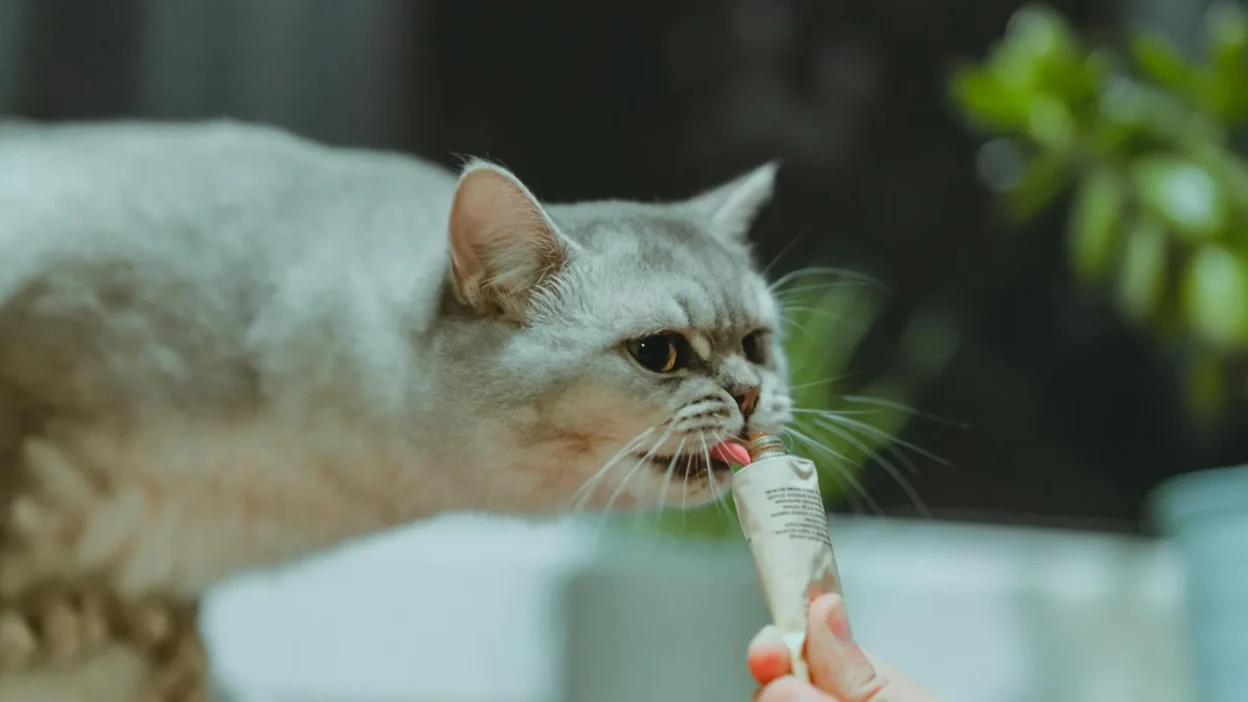 Assortment of healthy cat treats including freeze-dried chicken and dental sticks on a kitchen counter