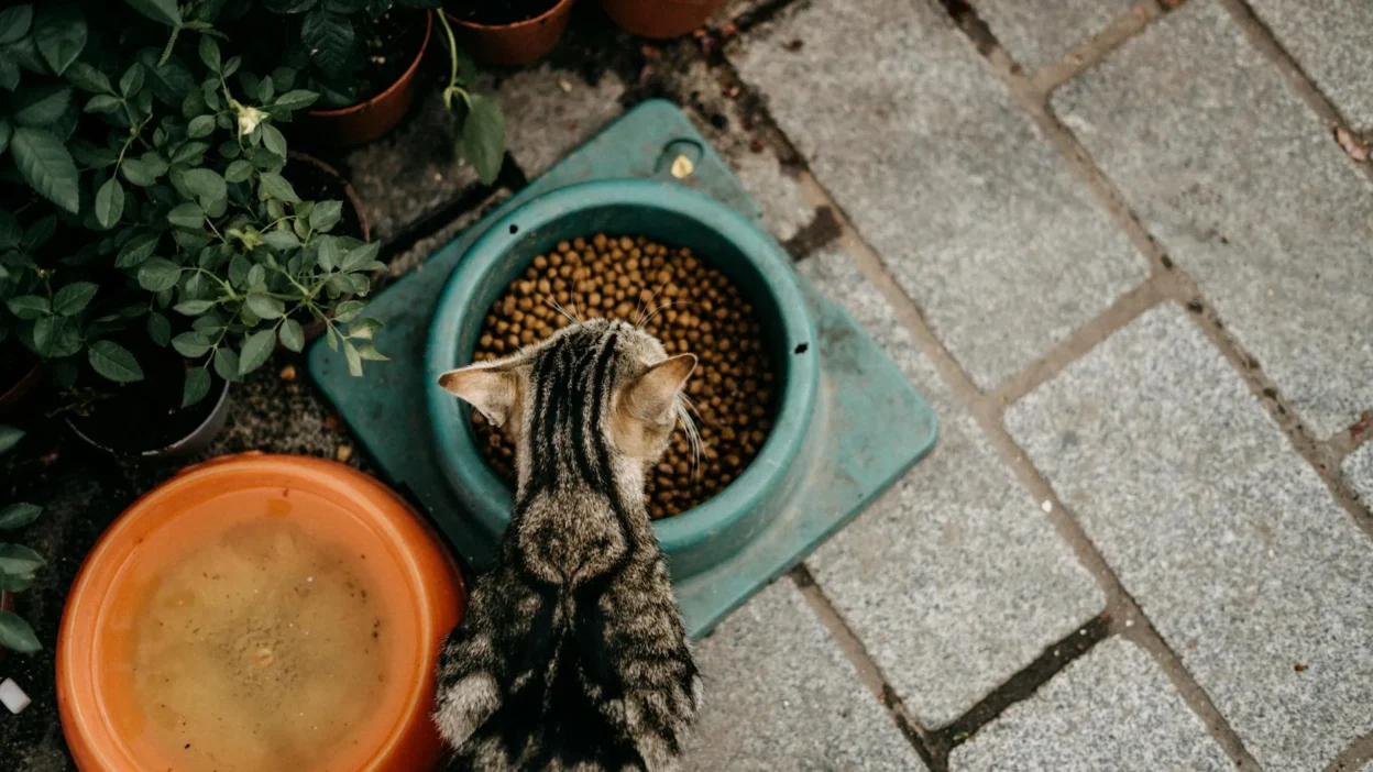 Comparison of dry kibble, wet canned food, and raw meat for cats on a kitchen counter
