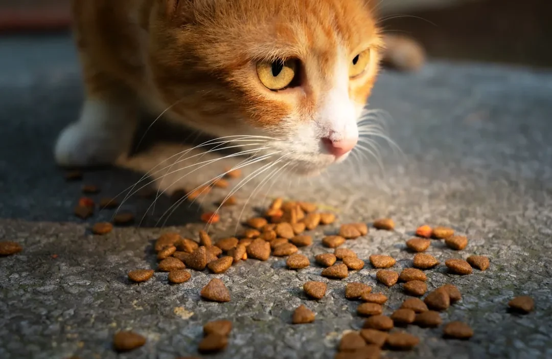 Close-up of dry dog kibble in a bowl with a pet food bag showing meal and flavor labels.