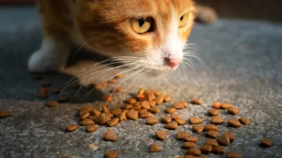 Close-up of dry dog kibble in a bowl with a pet food bag showing meal and flavor labels.