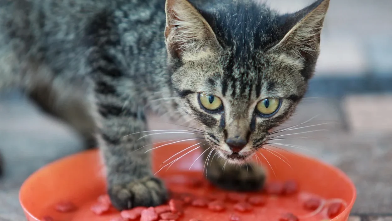 Comparison of dry kibble, wet canned, and raw-style cat food bowls for feline nutrition.