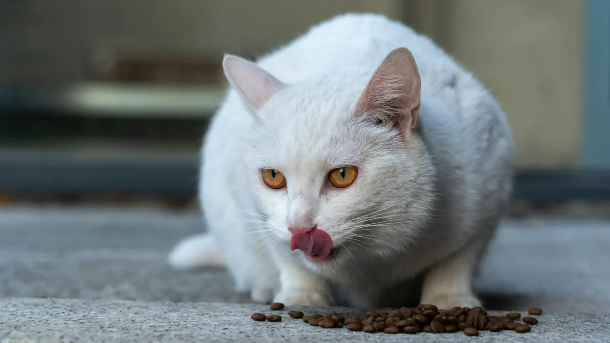 Cat owner adjusting portion size using a feeding chart on a cat food bag