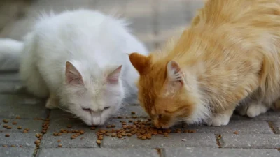 A small pile of fish treats and a can of tuna for cats, illustrating moderation in feline diets.