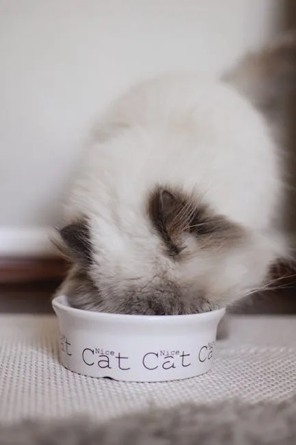 Close-up of a fluffy gray ragdoll cat eating from two ceramic bowls on a wooden floor.