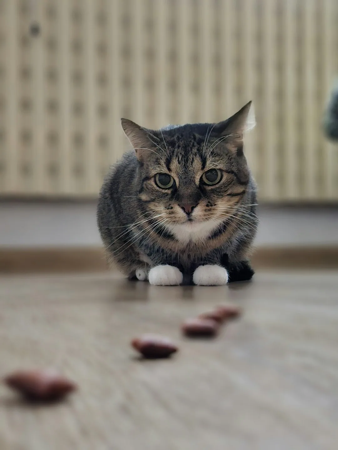 A tabby cat looks down at several pet treats scattered on a hardwood floor.