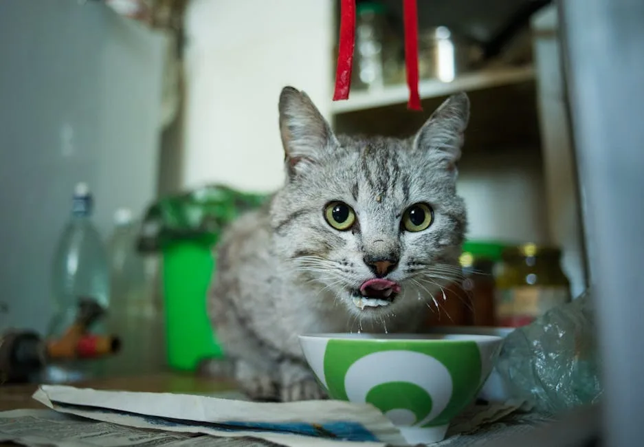 Close-up of a ginger domestic cat licking its lips while eating from a blue ceramic bowl indoors.