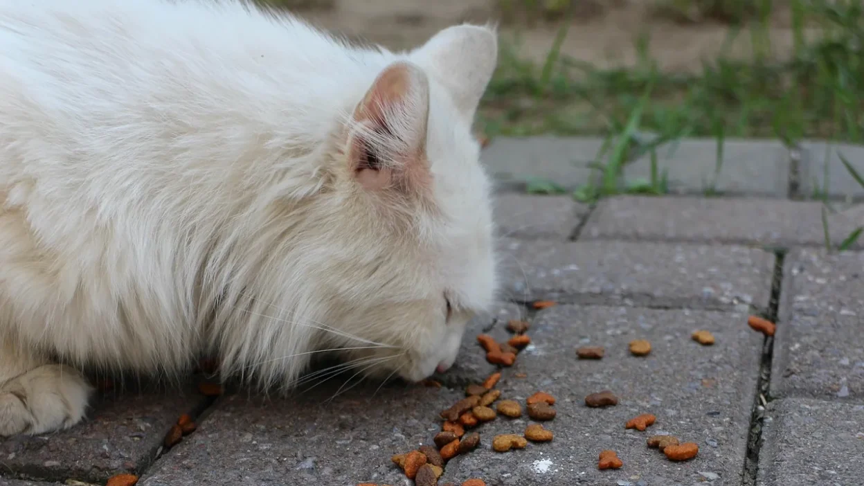 Comparison of freeze-dried and dehydrated fruits, vegetables, and meats for long-term food storage.