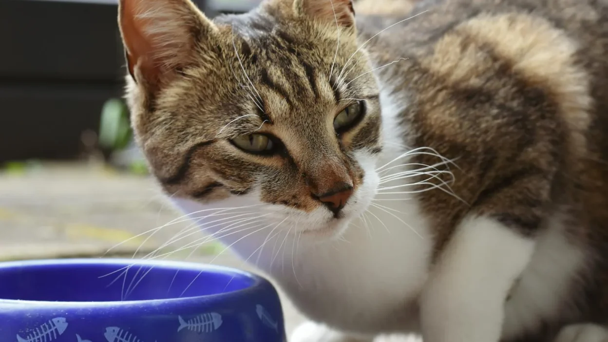 Illustration comparing grain-free and grain-inclusive dog food bowls with nutritional icons