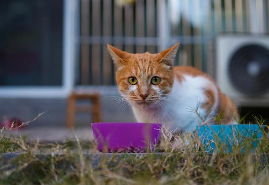 An orange and white cat eating food from a colorful bowl outdoors on a stone patio.