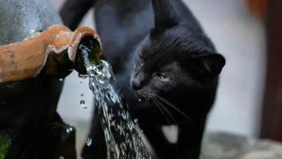 Cat drinking fresh water from a ceramic bowl, illustrating daily hydration habits for feline health.