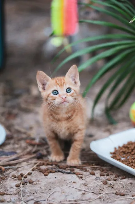Close-up of a ginger kitten outdoors with two bowls of specialized cat food beside it.