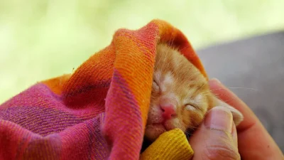 A cat curiously looking at a saucer of spilled milk, illustrating the common but problematic practice.