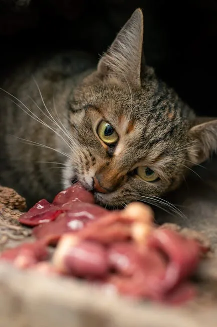 Close-up of a tabby cat eating raw red meat from a white dish.