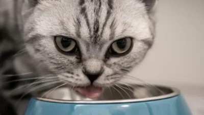 A person measuring dry cat food into a ceramic bowl on a kitchen counter for portion control.