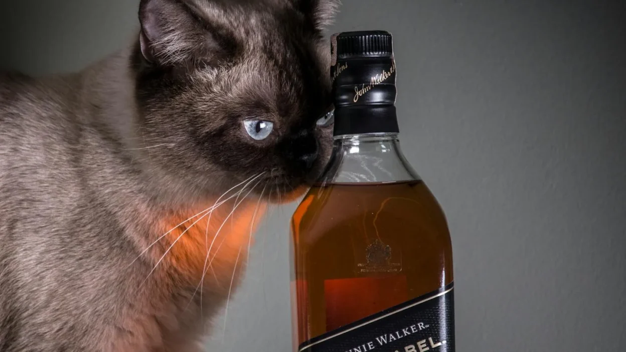 Close-up of high-protein wet cat food with chicken and fish ingredients in a bowl.