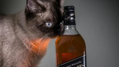 Close-up of high-protein wet cat food with chicken and fish ingredients in a bowl.