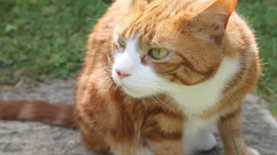 A curious cat sniffing safe human foods like cooked chicken and carrots on a kitchen counter.