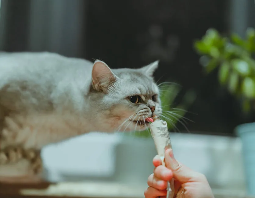 Close-up of a gray British Shorthair cat licking a cat treat from a white tube held by a person.