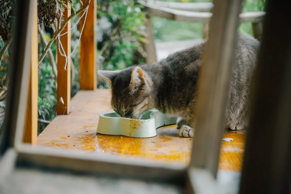 A gray tabby cat eating food from a blue bowl on a wooden patio table.