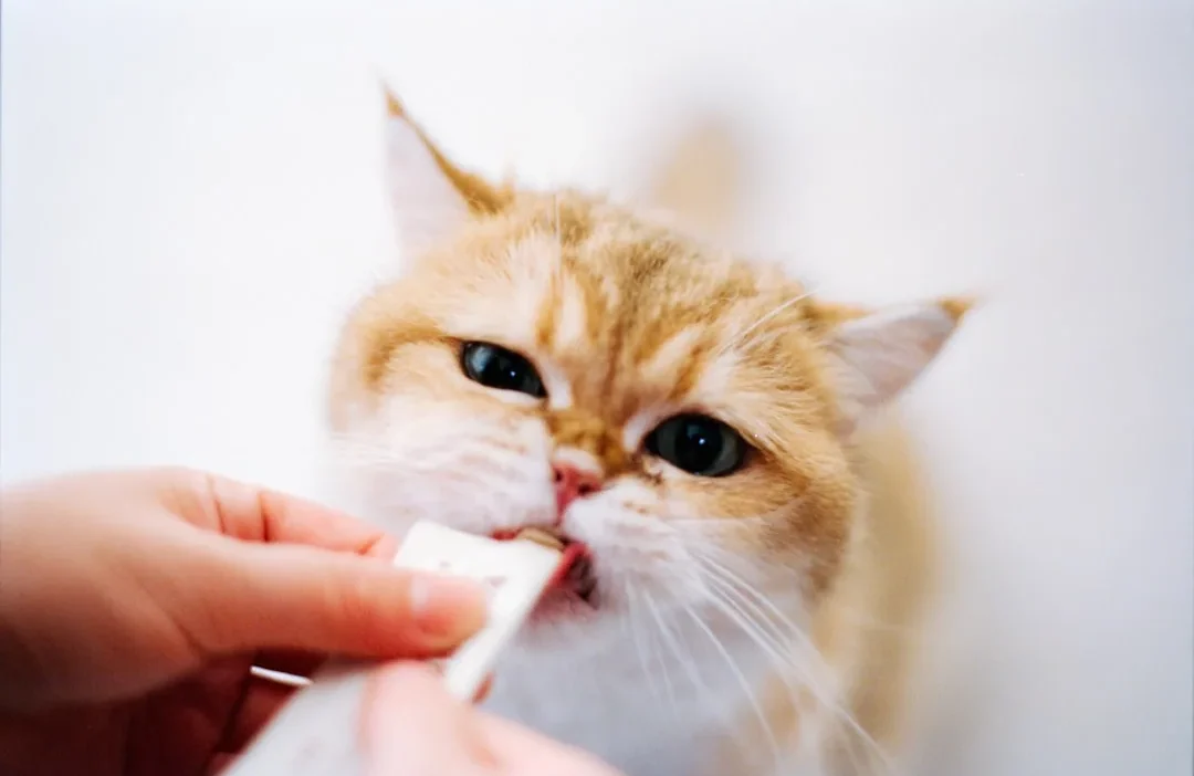 Dog owner holding a treat while playing fetch, illustrating treat timing during play.