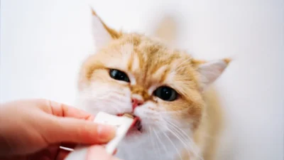 Dog owner holding a treat while playing fetch, illustrating treat timing during play.