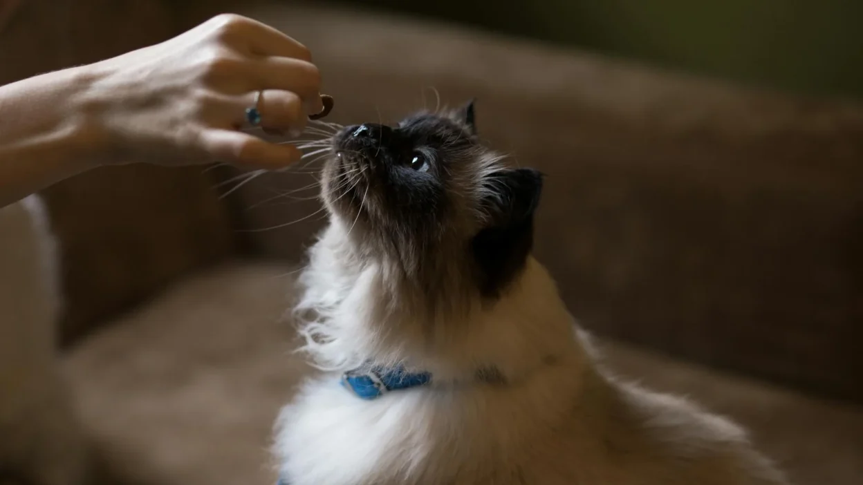 A healthy cat eating a veterinarian-approved treat from a human hand during snack time