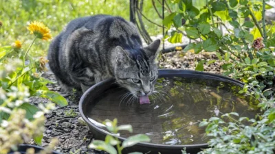 Cat drinking from a ceramic water bowl next to a modern cat water fountain, comparing hydration options.