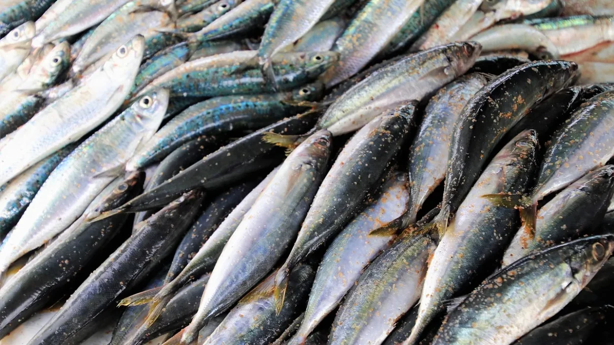 A bowl of wet cat food with gravy, an easy way to add hydration to a pet's diet.