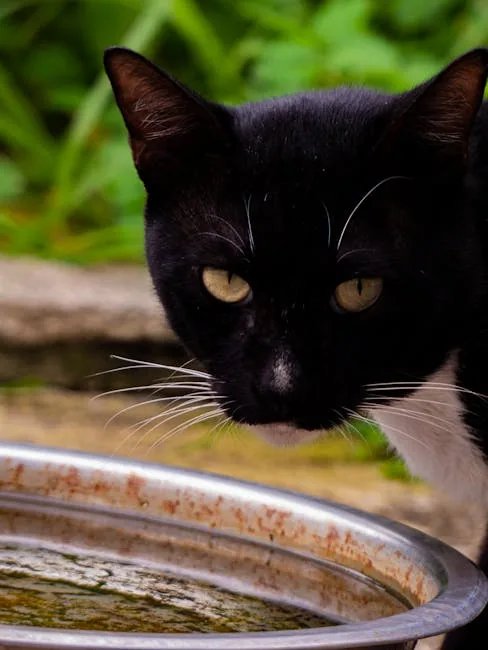 A black cat with green eyes looks down into a round metal water bowl on a floor.