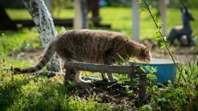 A home layout checklist showing optimal placements for pet water bowls in kitchen, living room, and bedroom.